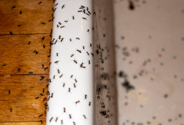 Best Affordable Pest Control Services  in Pomona Park, FL