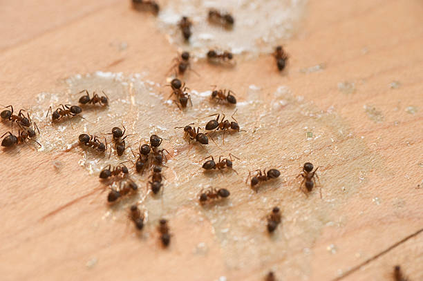 Best Mosquito Control Services  in Pomona Park, FL