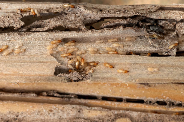 Best Best Pest Control Companies  in Pomona Park, FL